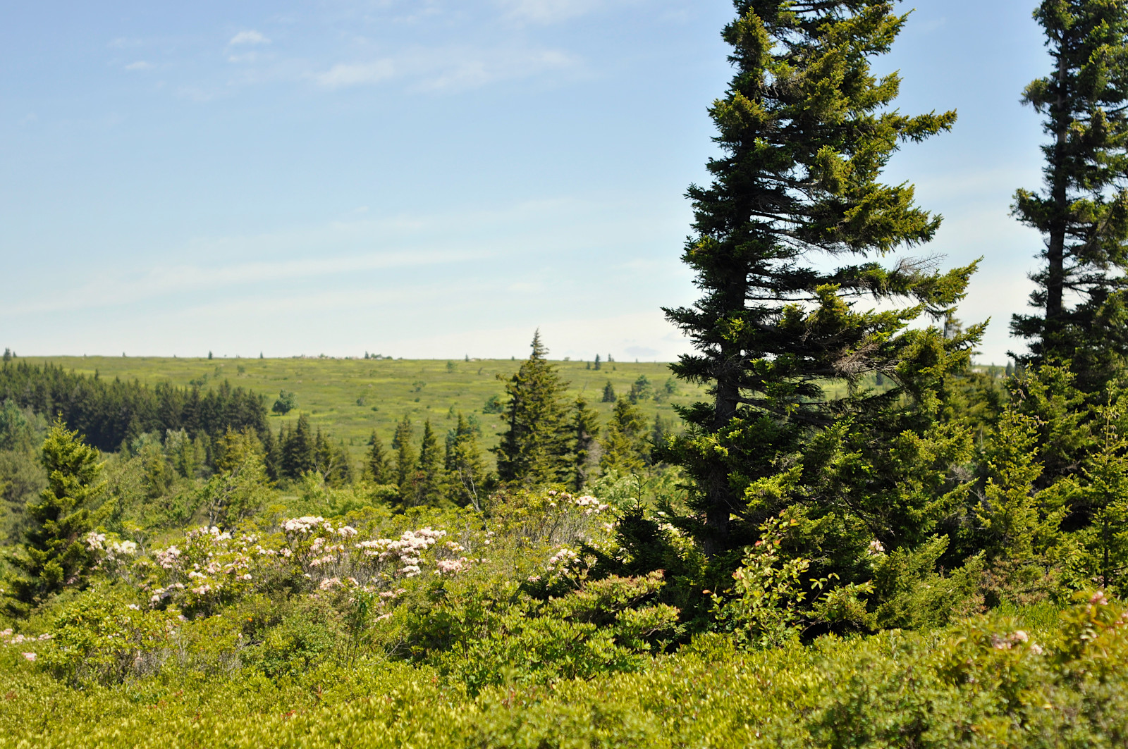 Dolly Sods Wilderness