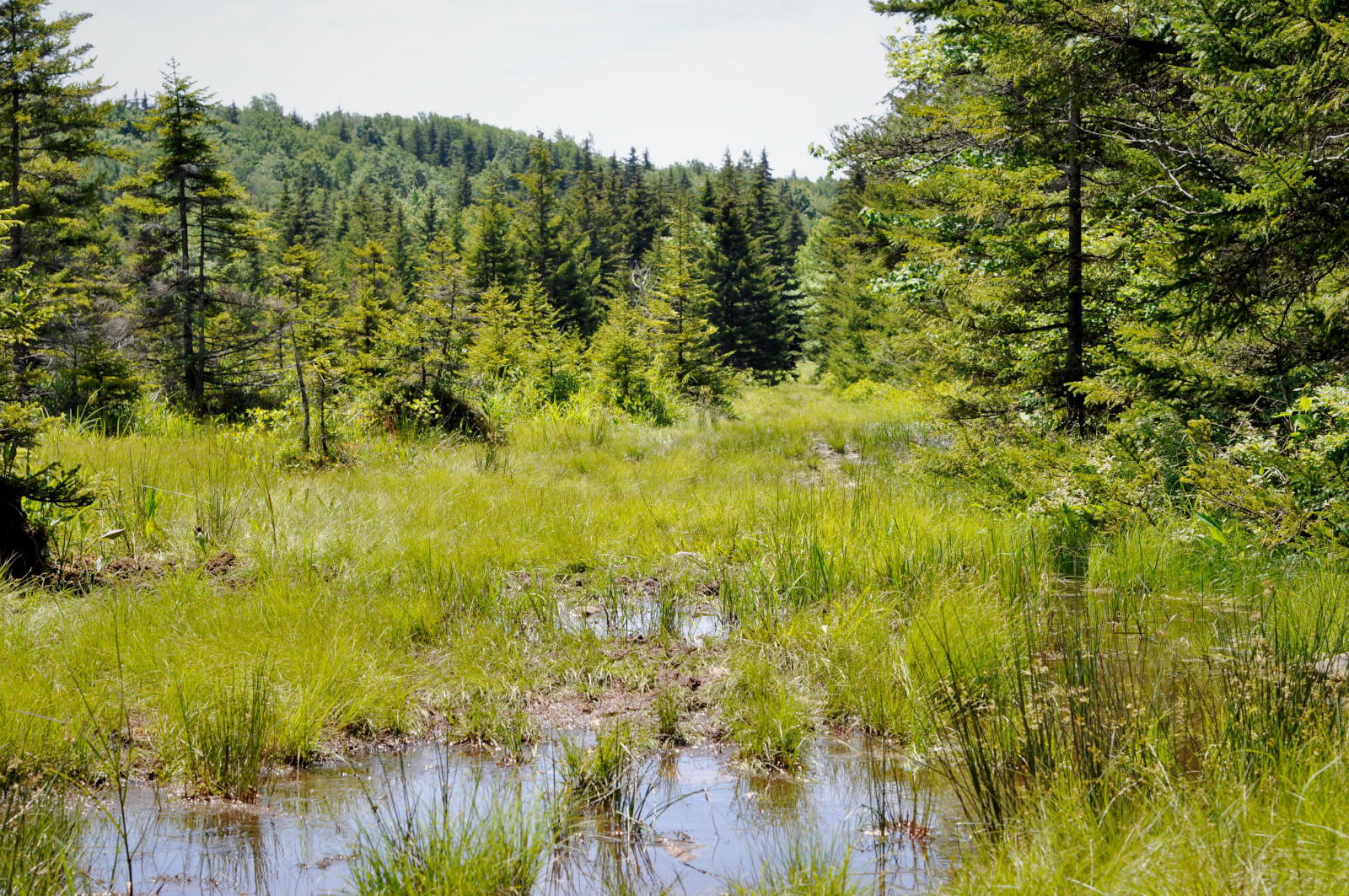 Dolly Sods Bog