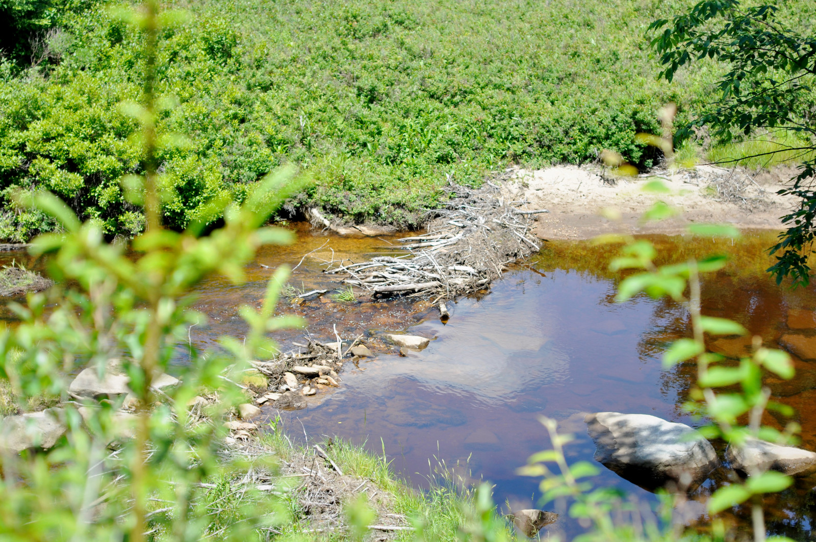 Dolly Sods Beaver Dam