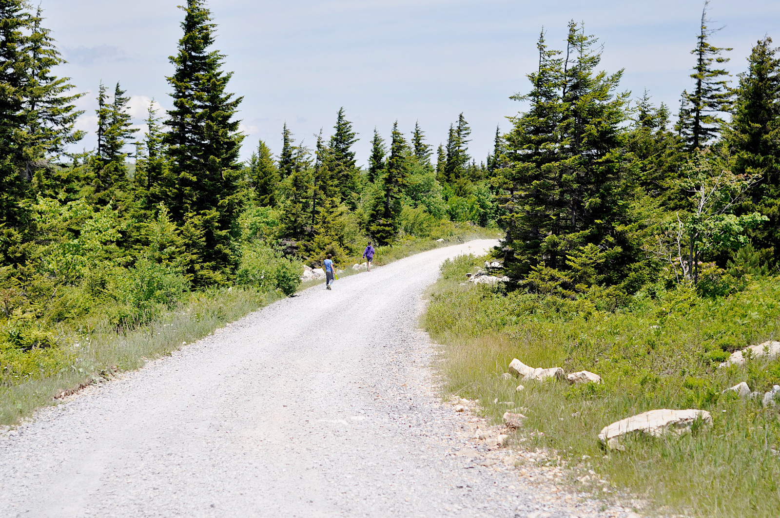 Dolly Sods Forest Road 75