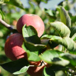 Apples on a tree