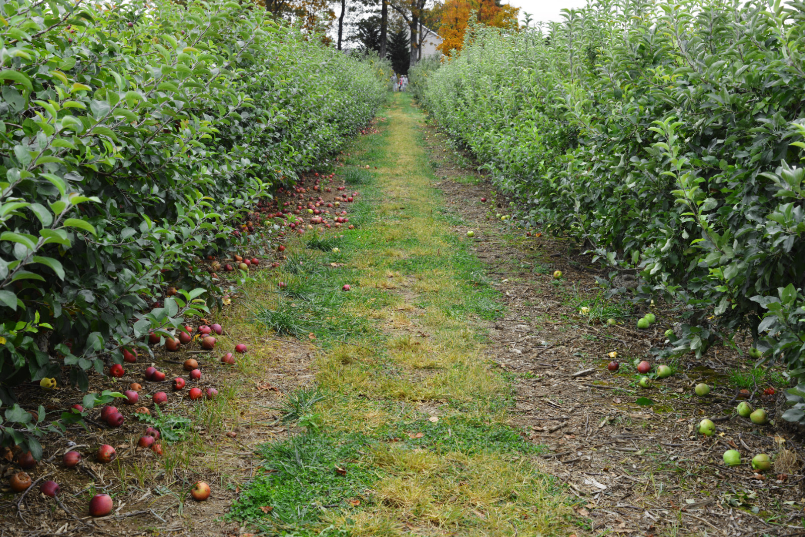 Aisle between apple trees in an orchard