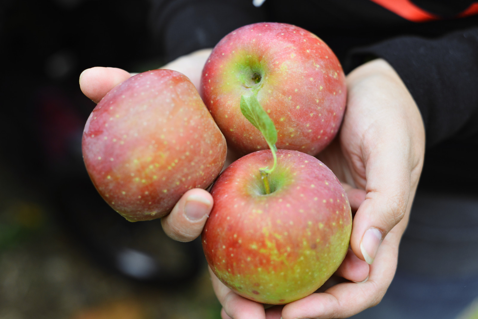 Hands holding three apples